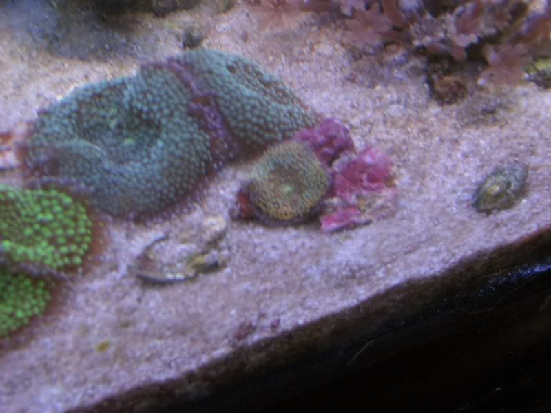 corals040.jpg