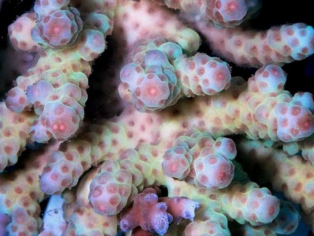 tn_AF%20MA2005%2059%20Pastel%20Dreams%20Acropora%20sarmentosa_zpsh41145e8.jpg