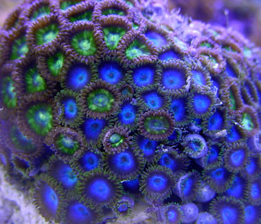 Blue_Zoa_Green.jpg