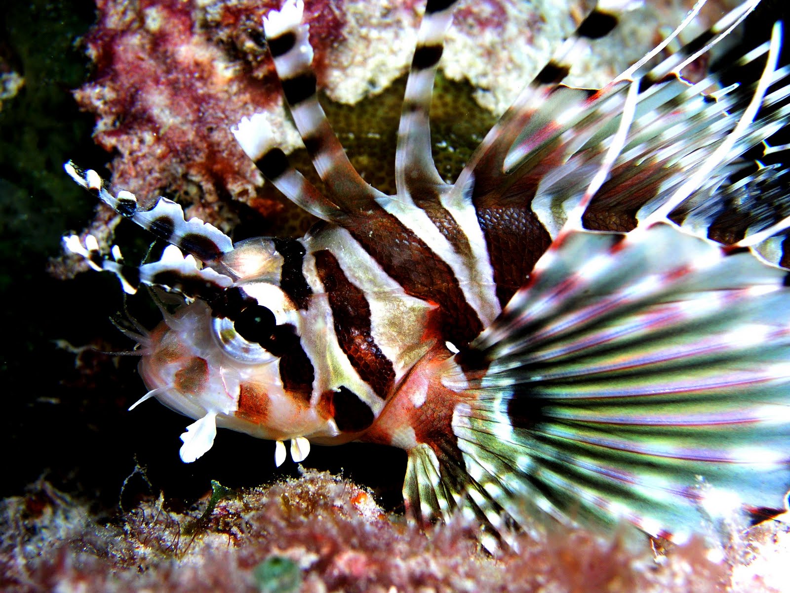 Dwarf+Lionfish+3.JPG