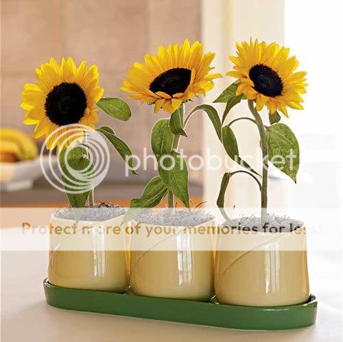 sunflower-growing-kit-1.jpg