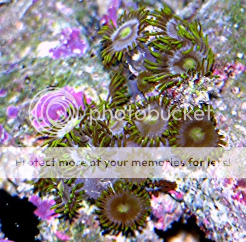 purplezoa1.jpg