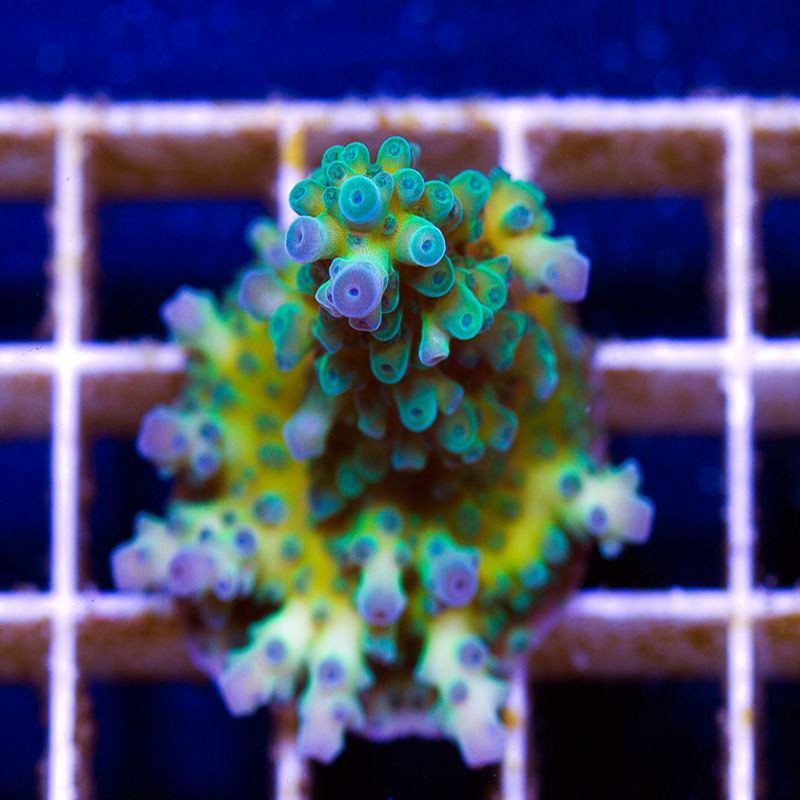 newacropora2055bbbbb.jpg~original