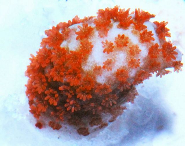 tn_xf020613redorangepolypmontipora_zps42cc0349.jpg