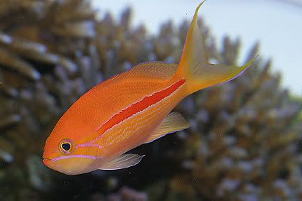 Pseudanthias-fasciatus1.jpg