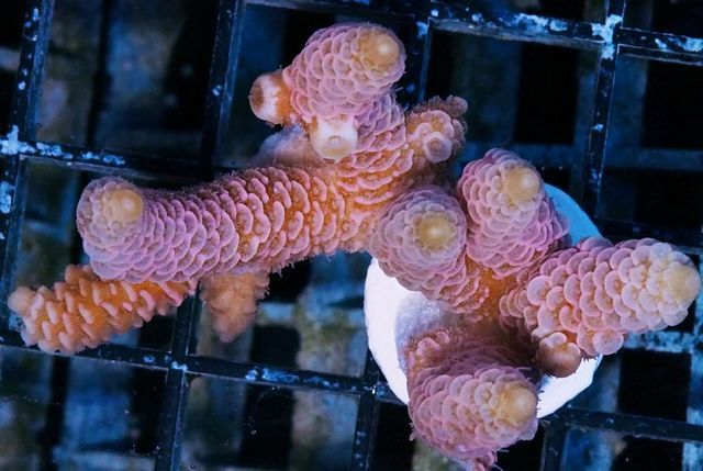 tn_AF%20M0235%2069%20Pink%20Acropora%20millepora_zpspazerly8.jpg