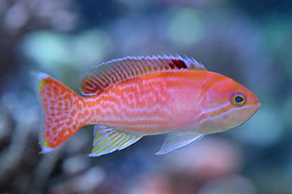 Pseudanthias-bimaculatus-m.jpg