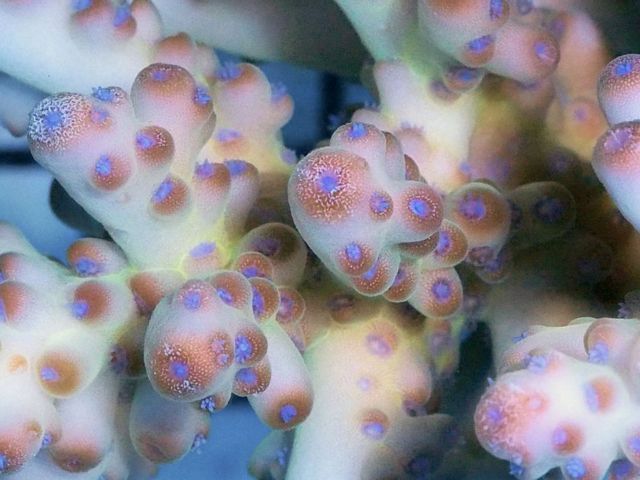 tn_AF%20MA2016%2059%20Grape%20Polyps%20Acropora_zpsroyufjia.jpg