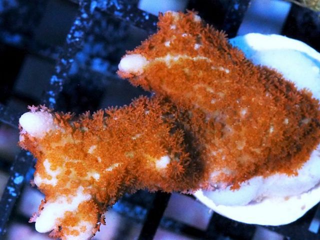 tn_X%20M1669%2013%20Flame%20Polyp%20%20Montipora_zpscmc5hdci.jpg