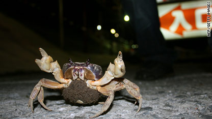 c1main.taiwan.crab.afp.gi.jpg