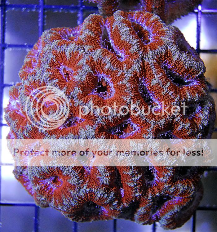 Acan5_CS.jpg