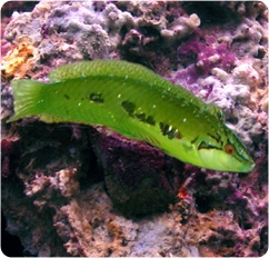 Sea_Grass_Wrasse_ps.jpg