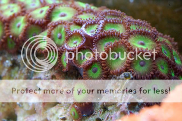 120g_greenzoas03.jpg