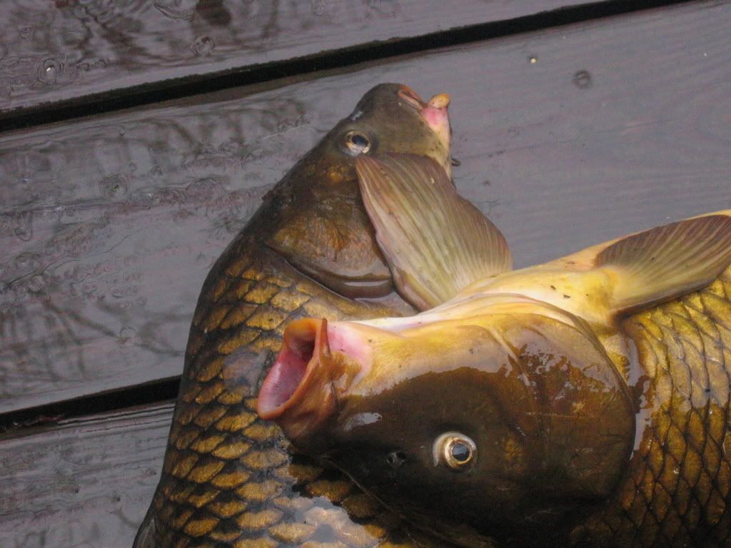 carp008.jpg