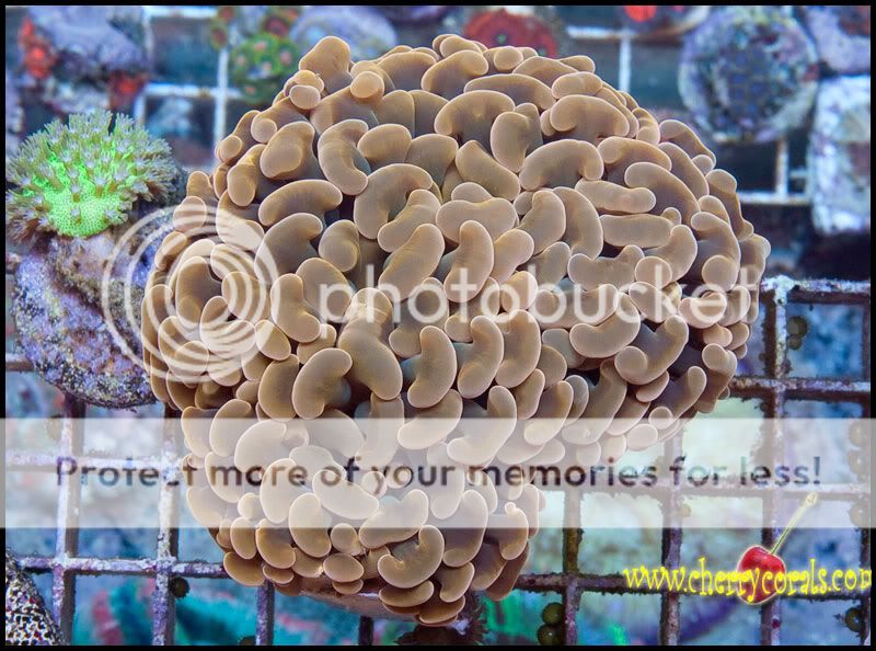 NewCorals300_8.jpg