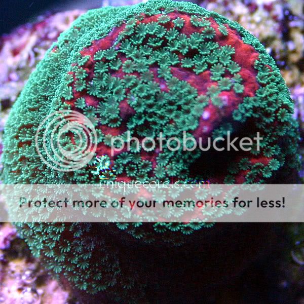 sunsetmontipora.jpg