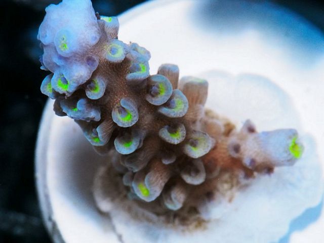 tn_X%20A0402%2014%20Acropora_zpsvsaesc9h.jpg