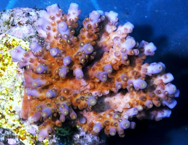 tn_HP%20M1540%2099%20Purple%20tip%20Acropora%20efflorescens_zps2jgnr3hr.jpg