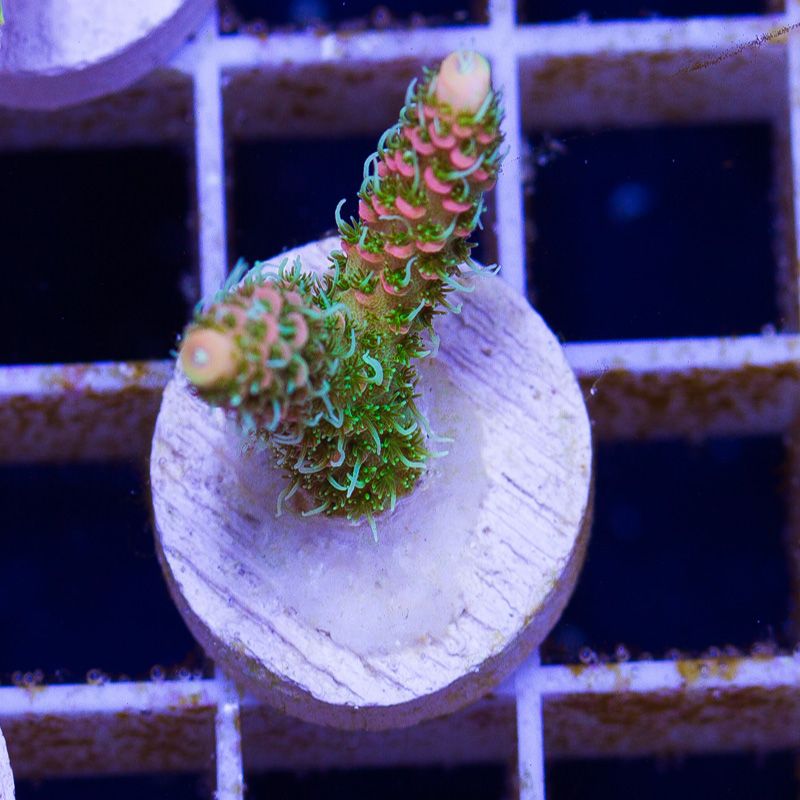 newacropora2064bbbbb-1.jpg~original