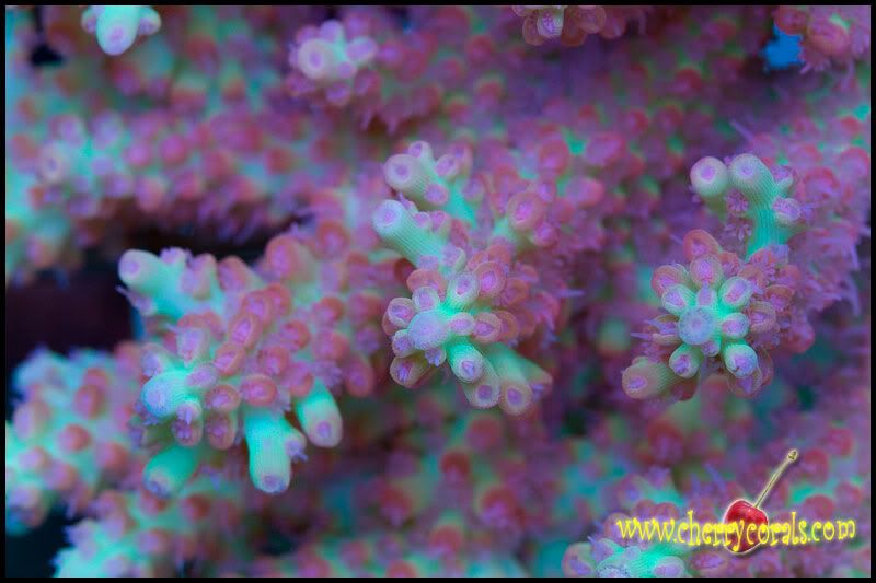 NewCorals_7-11.jpg