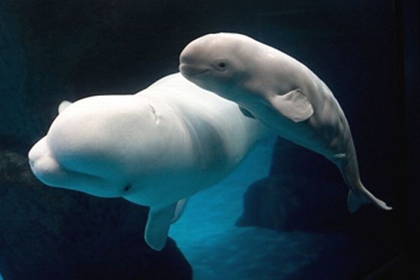 baby_beluga_06.jpg