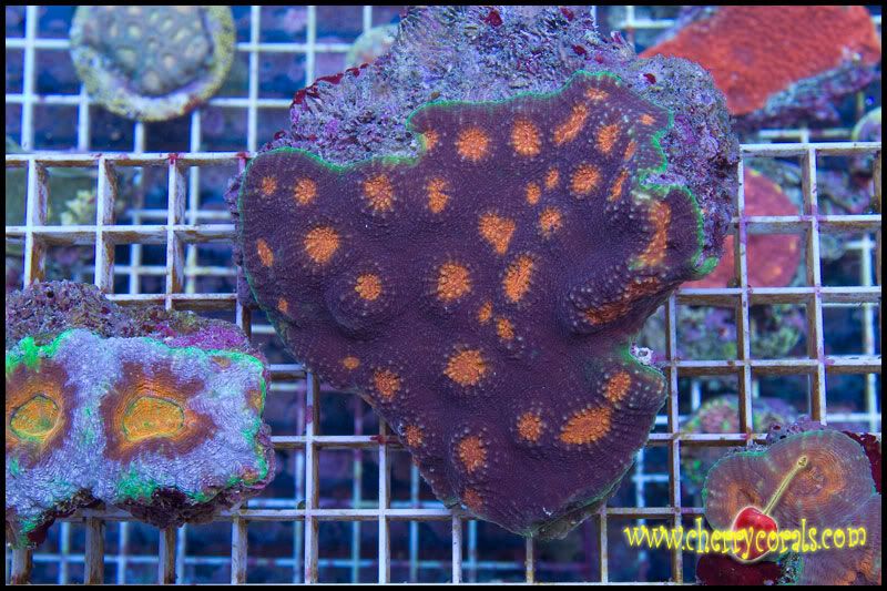 NewCorals_35-3.jpg