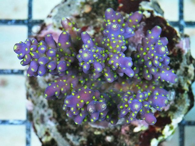 tn_HP%20M1117%20129%20Cultured%20Royal%20Purple%20Acropora%20subulata_zpsqsqaf49q.jpg