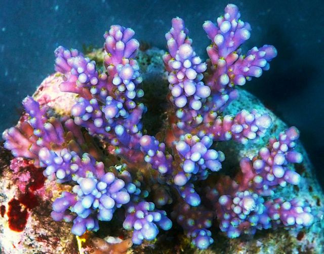 tn_HP%20M1260%2099%20Purple%20Passion%20Acropora_zpsvsfrwn7q.jpg