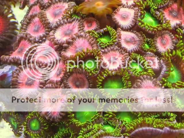 65g_zoas01.jpg