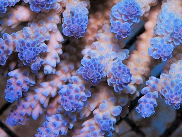 tn_AF%20MA2009%2069%20Berry%20Blue%20Acropora_zpslqar3j8w.jpg