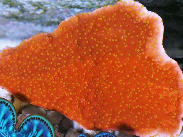 tn_F%20JL0643%2059%20Flowers%20on%20Fire%20Montipora_zpsklzwezdl.jpg