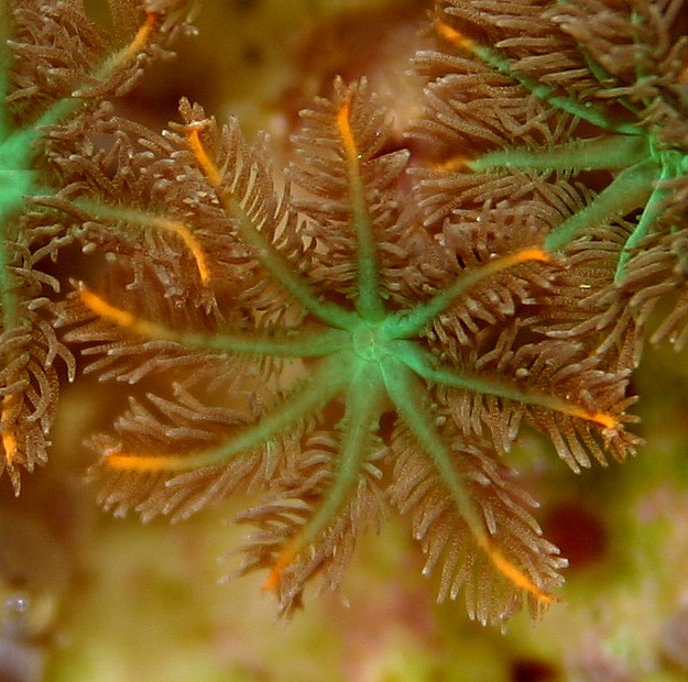 Liams%20papaya%20Clavularia%20closeup.jpg