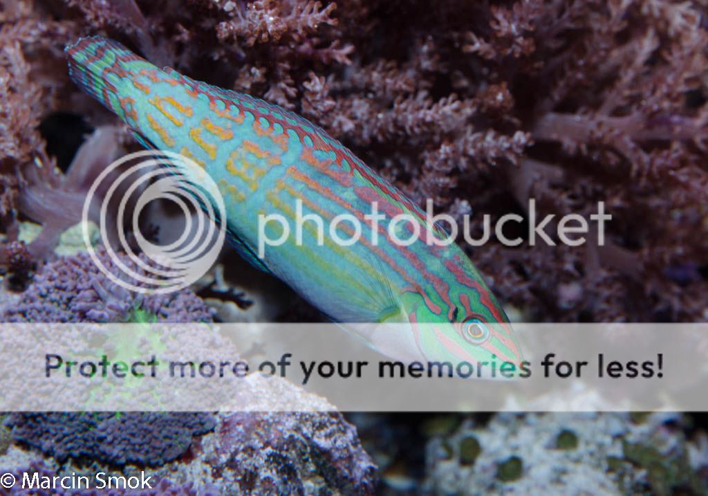 wrasse2.jpg