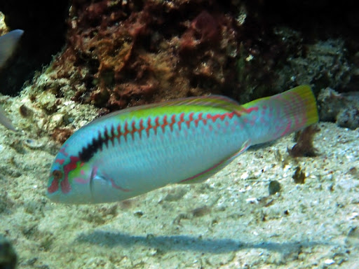 Banded+Archerfish+(Toxotes+jaculatrix).jpg