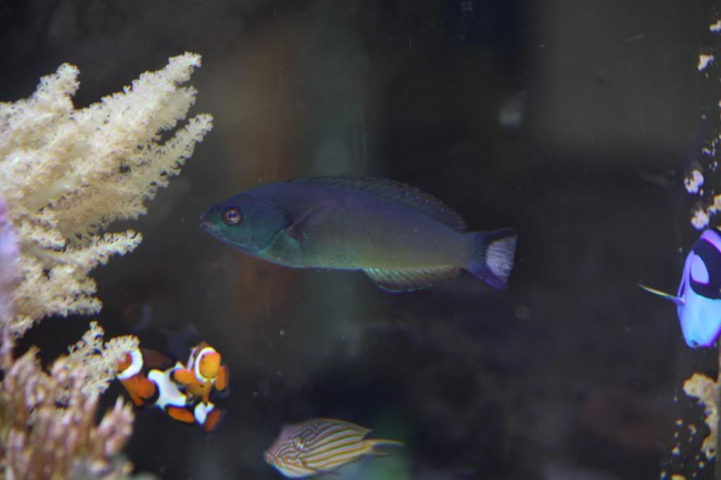 Wrasse7.jpg