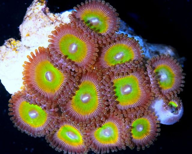 tn_F%20JN0307%2059%20Rainbow%20Bullseye%20Zoanthid_zpsliq1av8m.jpg