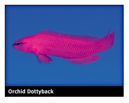 orchiddottyback.jpg