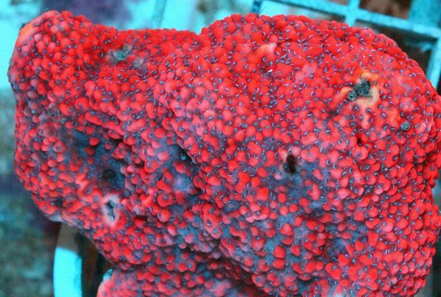 tn_auj2448159bloodboundmontipora_1_zps09202ed4.jpg