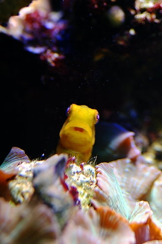 blenny2.jpg