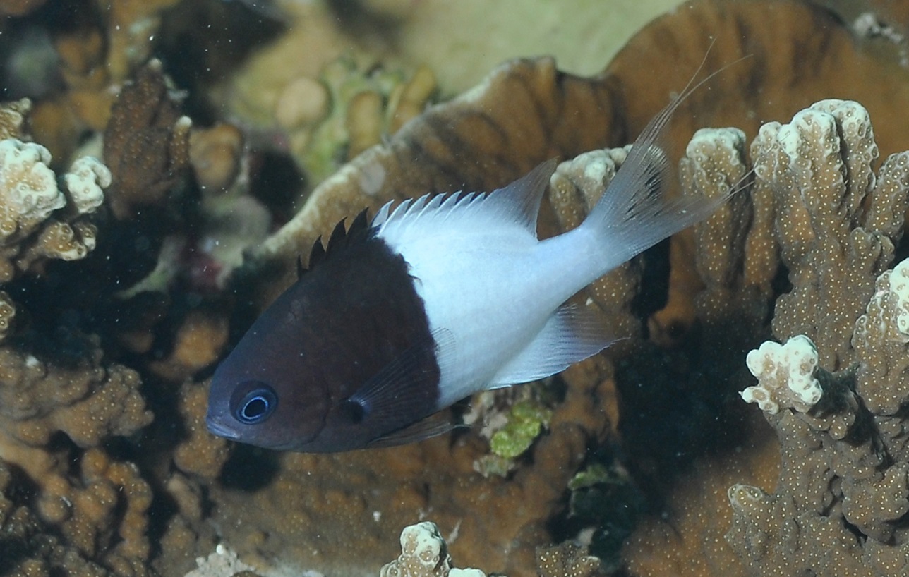 Chromis_iomelas_RLS.jpg