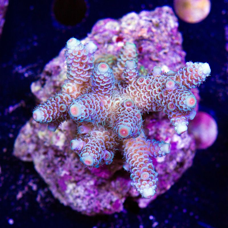 newcoral1424b.jpg