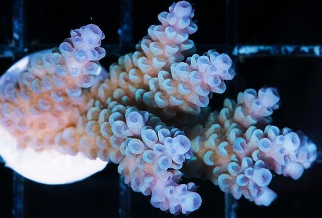 tn_AF%20M0246%2089%20Blue%20tip%20Acropora_zpszinzhvs1.jpg