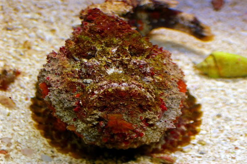 Stonefish-1.jpg