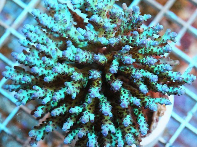 tn_AUJ2440139VioletTealberryAcropora_zps9e5f4e88.jpg