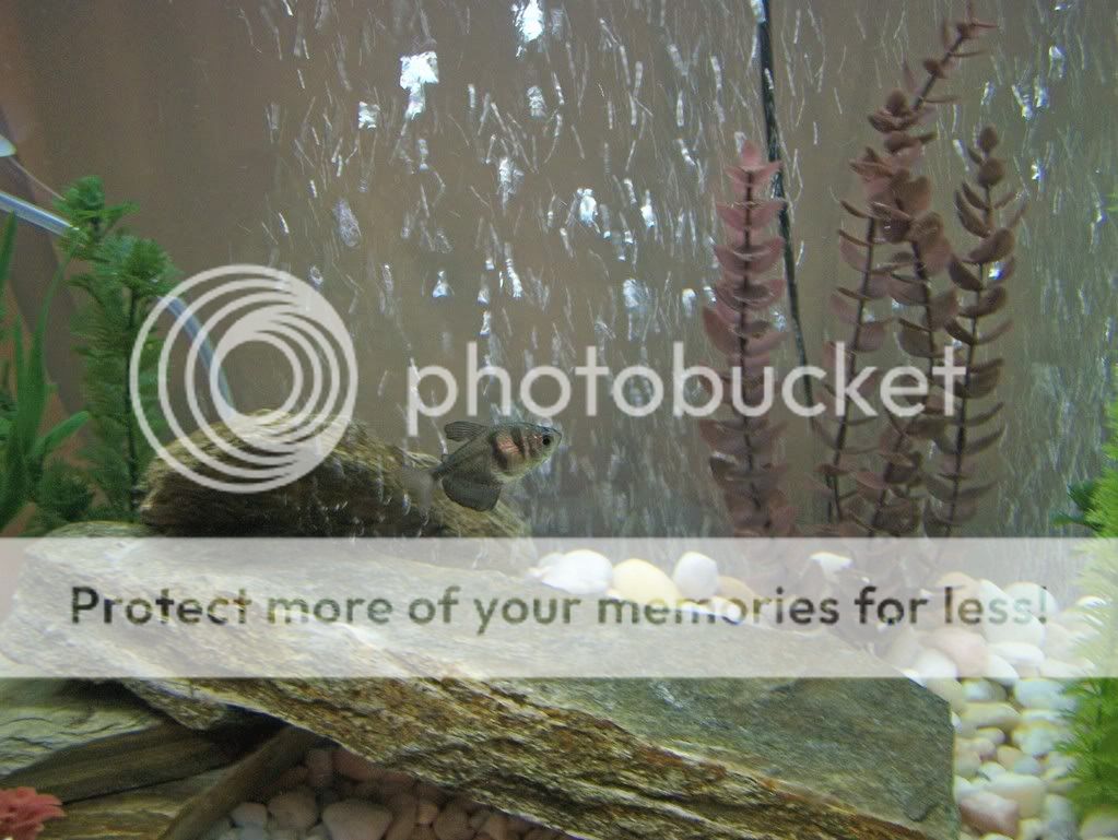 fishrocks.jpg