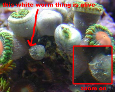 zoanthids2.jpg