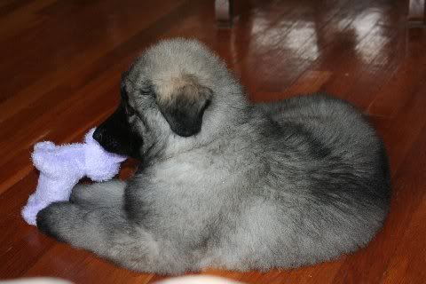 Sable8weeks204.jpg