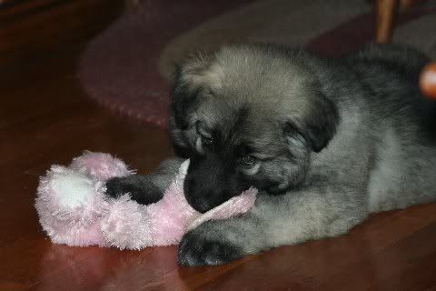 Sable8weeks197.jpg