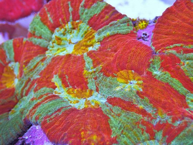 tn_F%20JN1101%2080-polyp%20Orange%20Rainbow%20Acanthastrea%20bowerbanki_zpsotcefytk.jpg