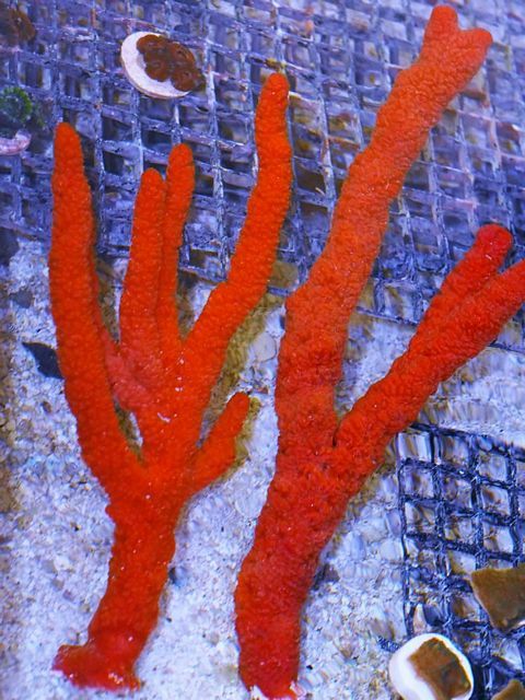 tn_S%20M1901%2029%20Large%20Red%20Tree%20Sponges%20several%20available%2029.99_zpslgntzwt7.jpg